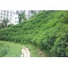 廣西貴港pp生態(tài)袋,綠化袋,環(huán)保生態(tài)袋,土工布定制