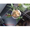 專業(yè)生產(chǎn)高透明pc耐力板
