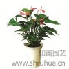 園林綠化養(yǎng)護(hù)咨詢 廠房綠化養(yǎng)護(hù) 小綠化養(yǎng)護(hù) 如畫供