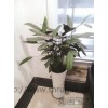 上海商務(wù)樓花卉租賃 上海室內(nèi)綠植租賃 上海綠化租賃 如畫供