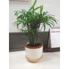 松江綠植養(yǎng)護(hù) 松江綠植租賃 松江綠植維護(hù) 如畫供