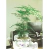 松江區(qū)綠植養(yǎng)護 松江區(qū)綠植租賃 松江區(qū)綠植租擺 如畫供