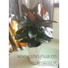 上海松江庭院花卉養(yǎng)護 上海松江廠花卉養(yǎng)護 如畫供